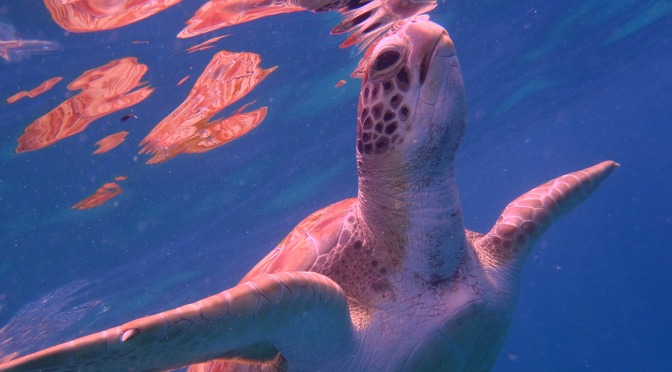 Swimming with turtles in the Caribbean